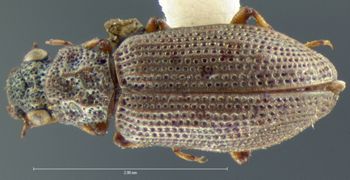 Media type: image;   Entomology 3122 Aspect: habitus dorsal view